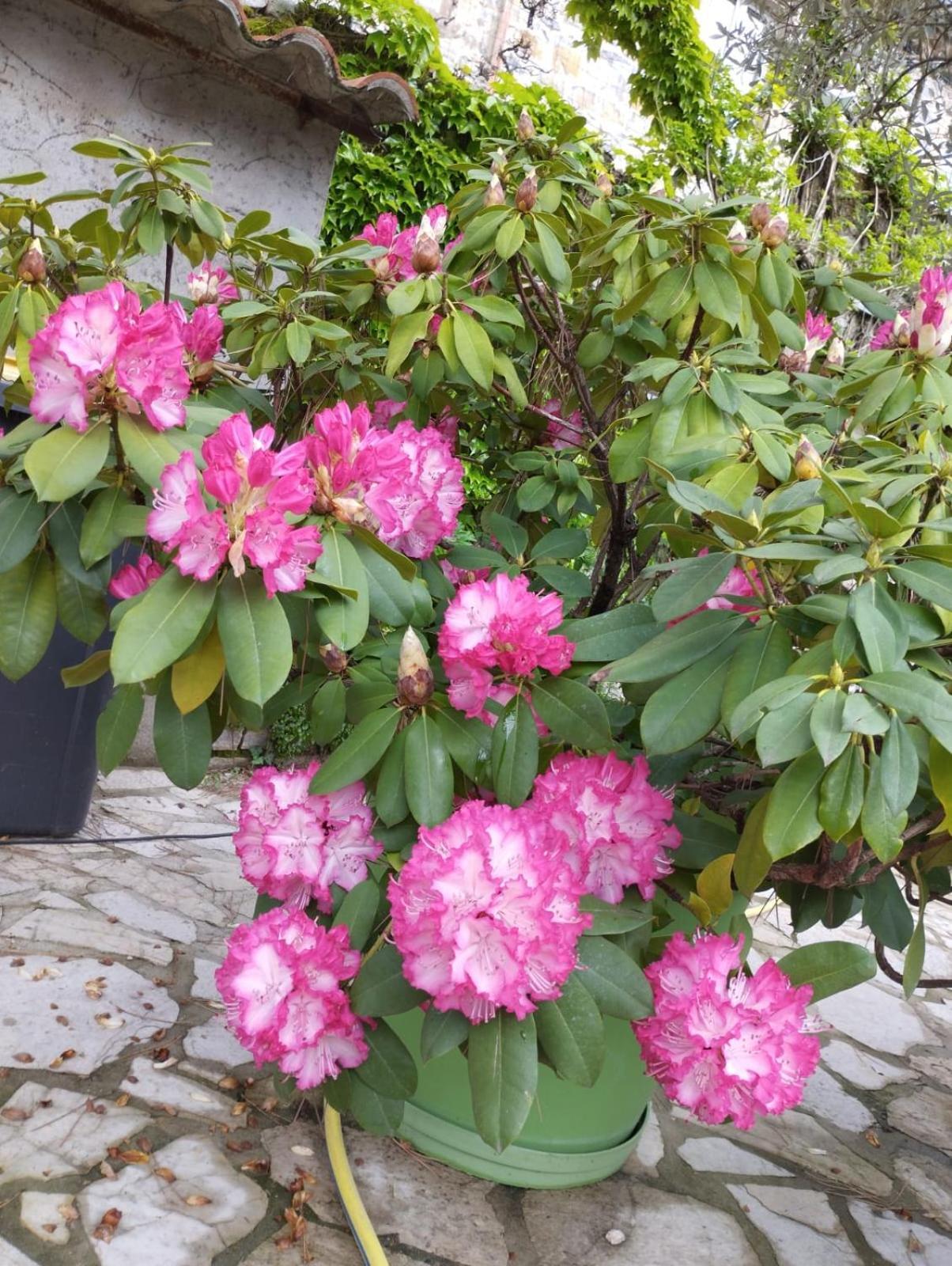 Gite 3 "Le Canal De Baza" Aux Magnolias Aubenas Buitenkant foto